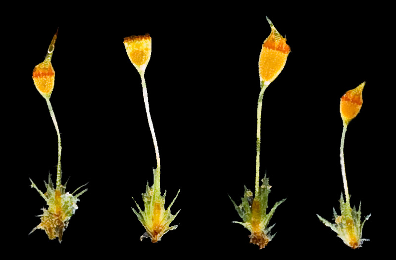 Seligeria brevifolia